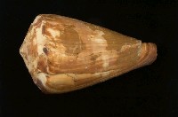 藏品(旗幟芋螺)的圖片